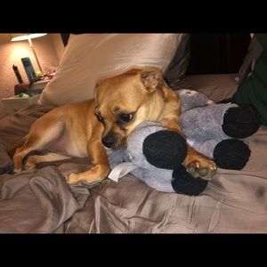 Meet your Posher, Lily